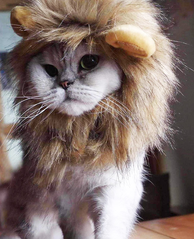 Lion's mane wig for cats.