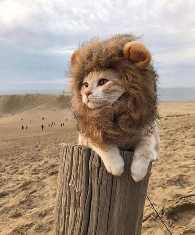 Lion's mane wig for cats.