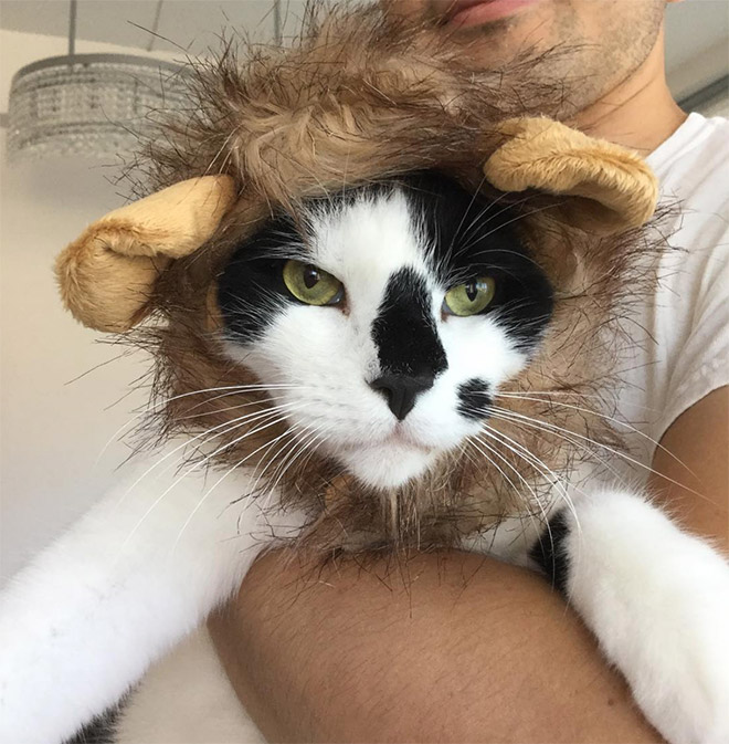 Lion's mane wig for cats.