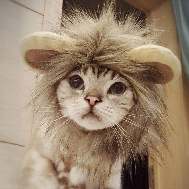 Lion's mane wig for cats.