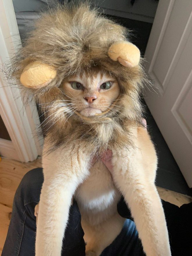 Lion's mane wig for cats.