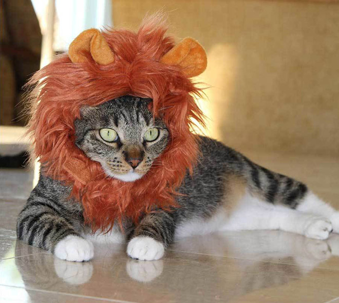 Lion's mane wig for cats.