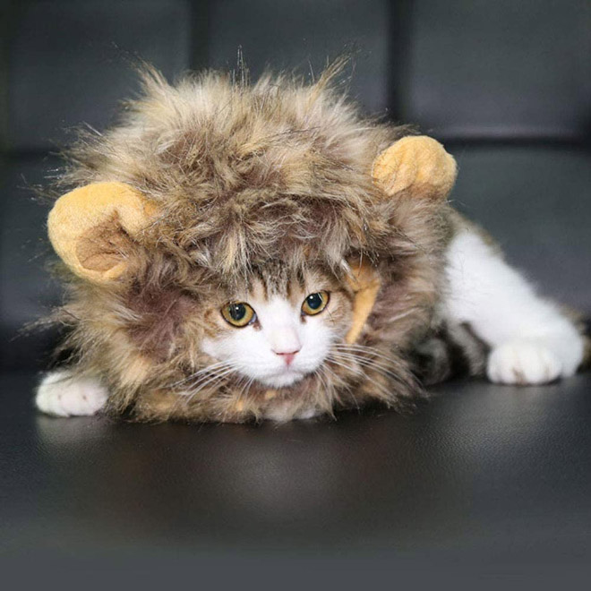 Lion's mane wig for cats.