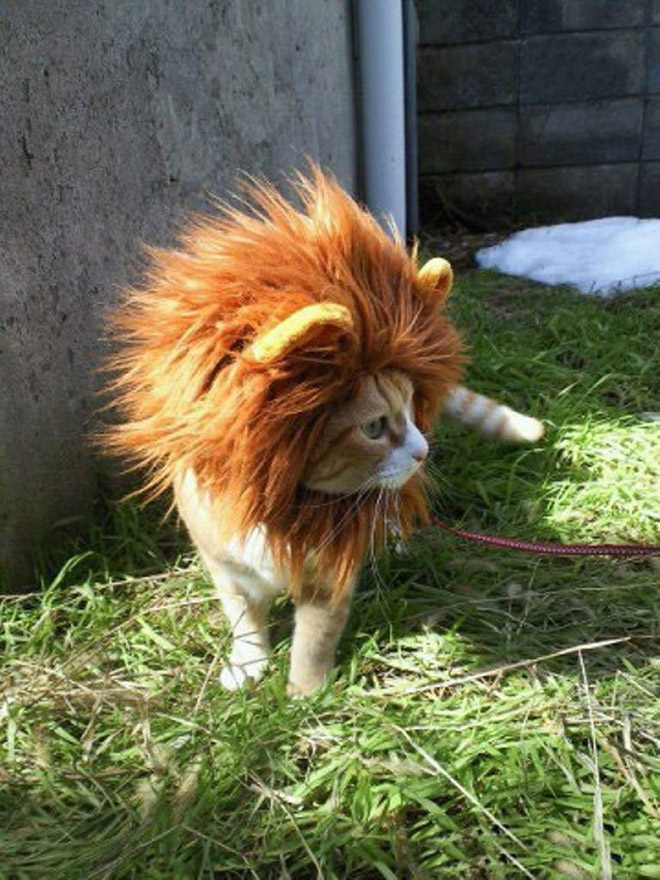 Lion's mane wig for cats.