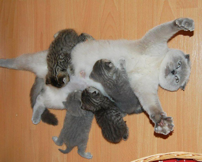 Parenthood is not easy. Even for cat moms.