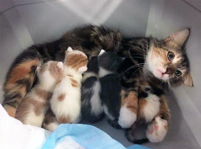 Parenthood is not easy. Even for cat moms.