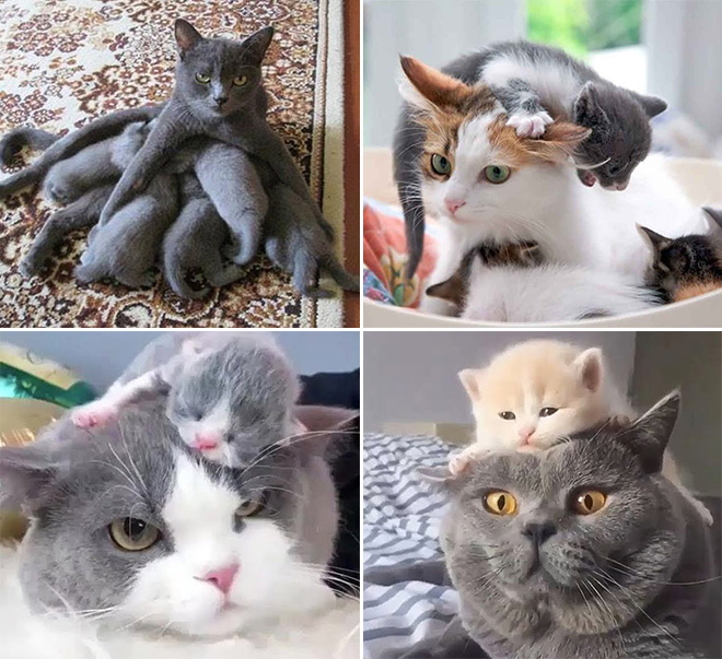 Parenthood is not easy. Even for cat moms.