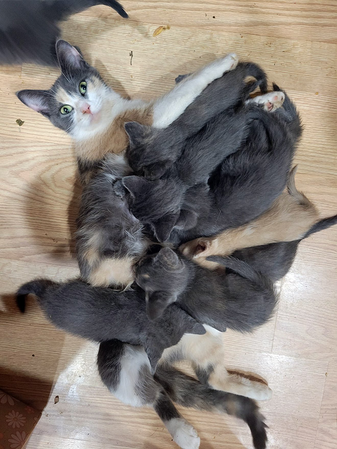 Parenthood is not easy. Even for cat moms.