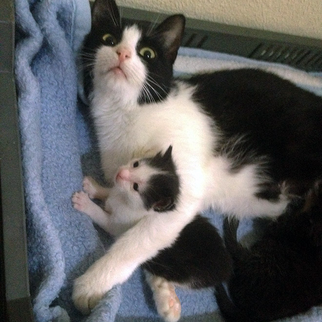 Parenthood is not easy. Even for cat moms.