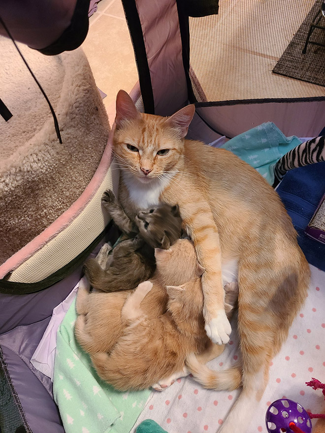 Parenthood is not easy. Even for cat moms.