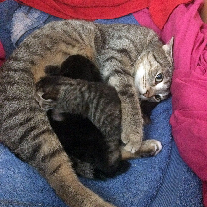 Parenthood is not easy. Even for cat moms.