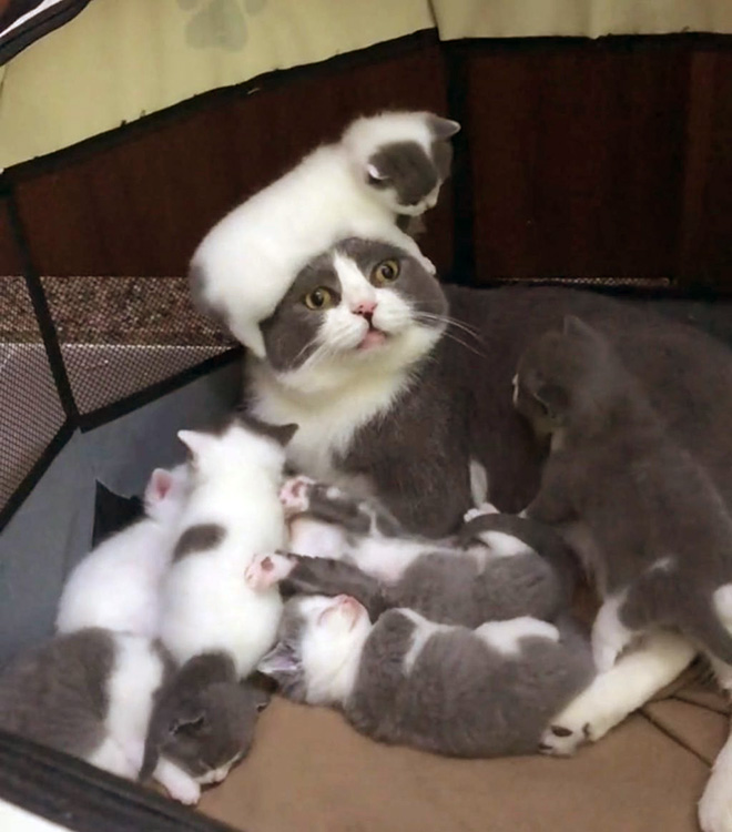 Parenthood is not easy. Even for cat moms.