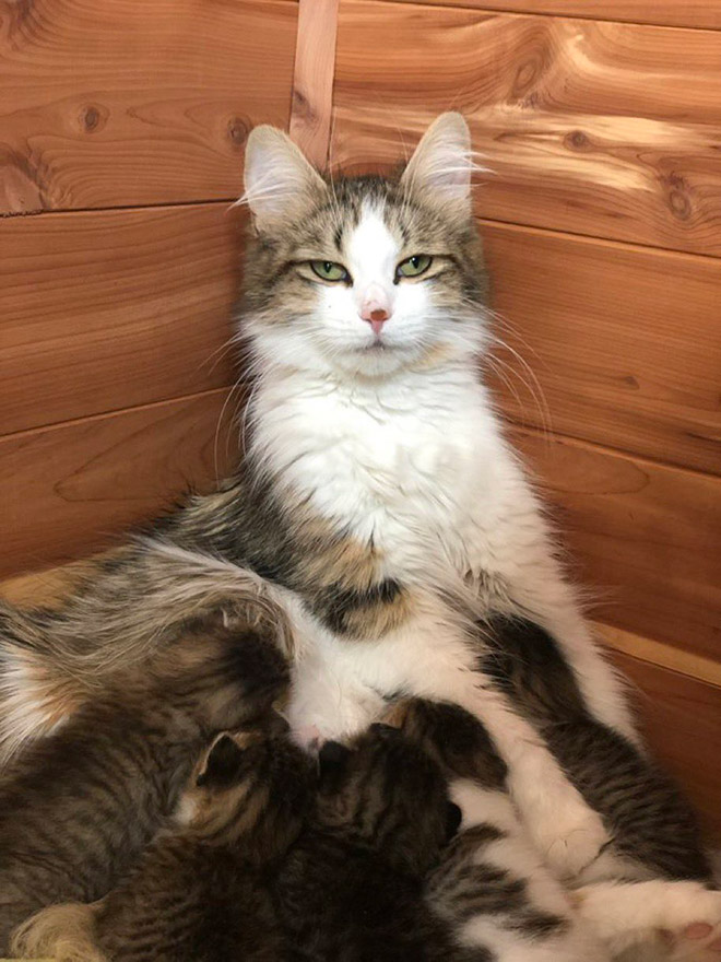 Parenthood is not easy. Even for cat moms.
