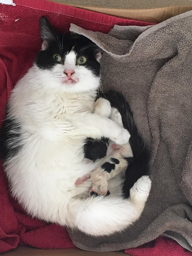 Parenthood is not easy. Even for cat moms.