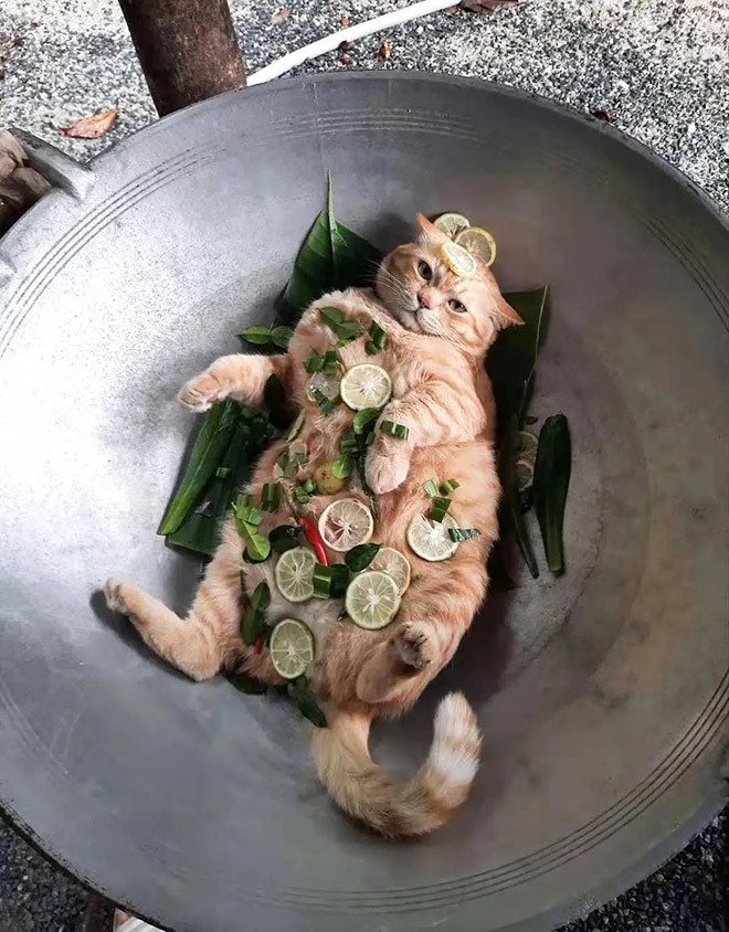 Delicious cat recipe.