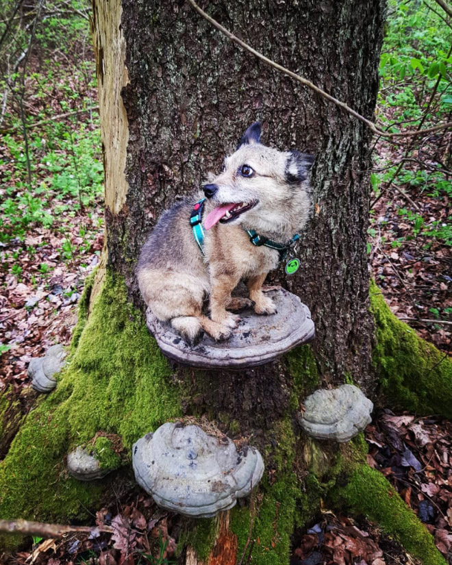 Dogs on mushrooms look beautiful and majestic.