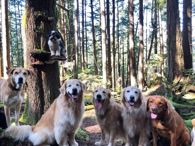 Dogs on mushrooms look beautiful and majestic.