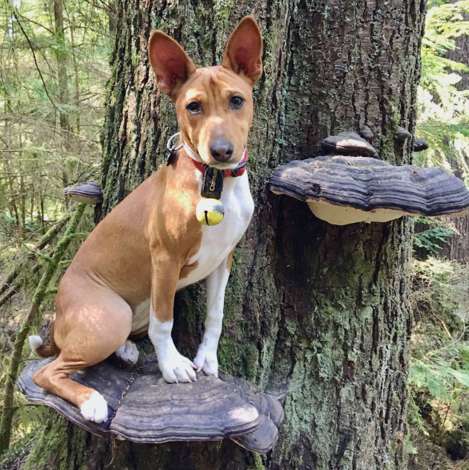 Dogs on mushrooms look beautiful and majestic.