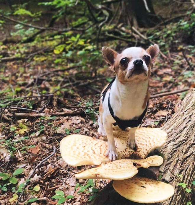 Dogs on mushrooms look beautiful and majestic.