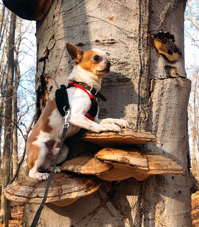 Dogs on mushrooms look beautiful and majestic.