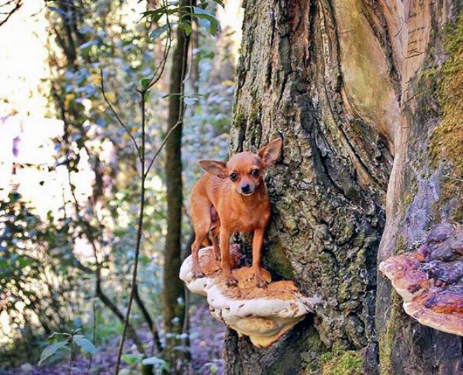 Dogs on mushrooms look beautiful and majestic.