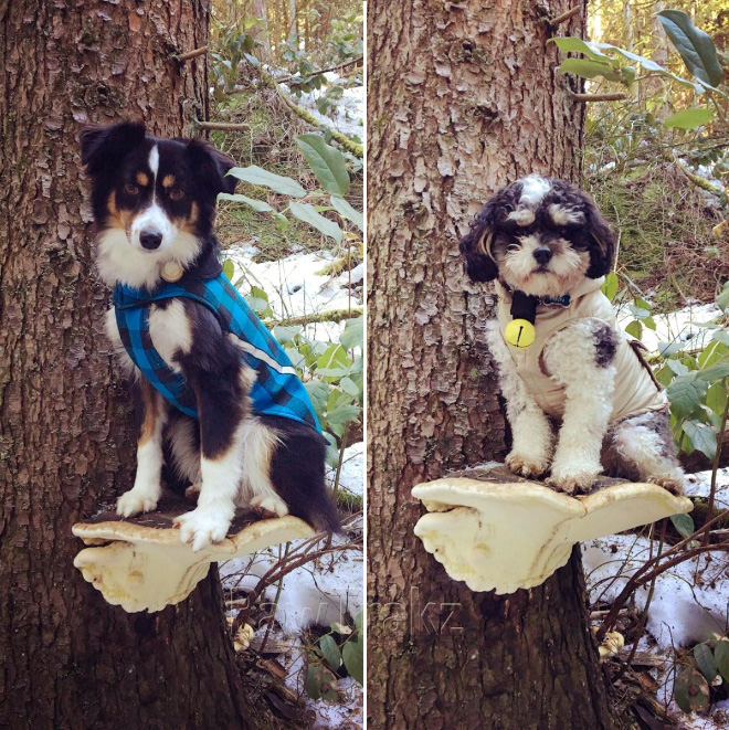 Dogs on mushrooms look beautiful and majestic.