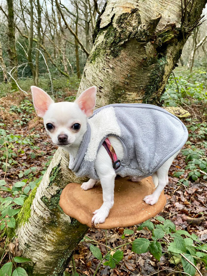 Dogs on mushrooms look beautiful and majestic.