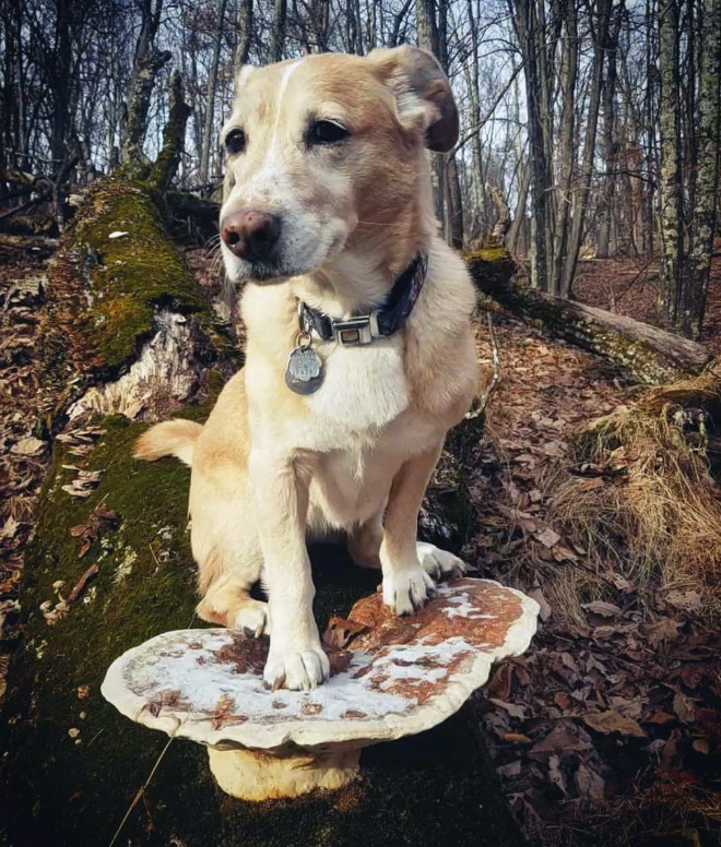 Dogs on mushrooms look beautiful and majestic.