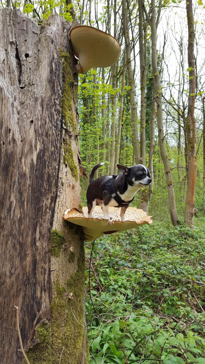 Dogs on mushrooms look beautiful and majestic.