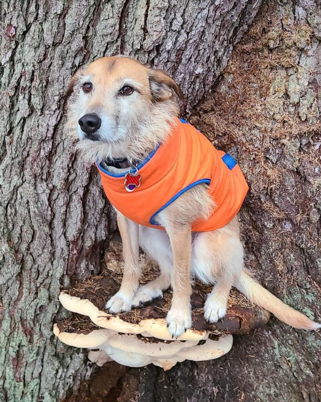 Dogs on mushrooms look beautiful and majestic.