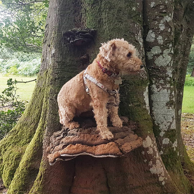 Dogs on mushrooms look beautiful and majestic.