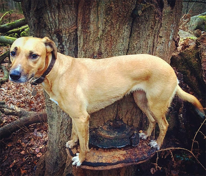 Dogs on mushrooms look beautiful and majestic.