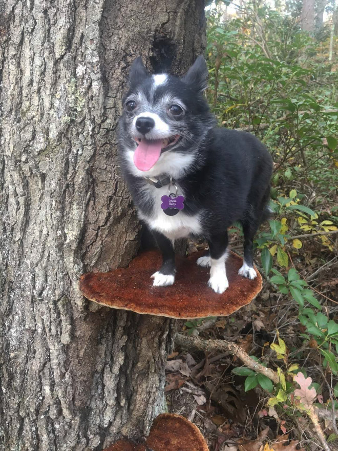 Dogs on mushrooms look beautiful and majestic.