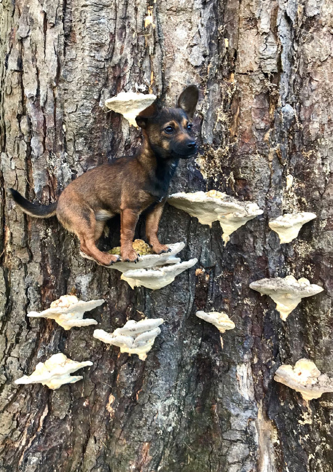 Dogs on mushrooms look beautiful and majestic.