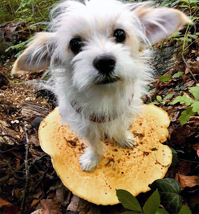 Dogs on mushrooms look beautiful and majestic.