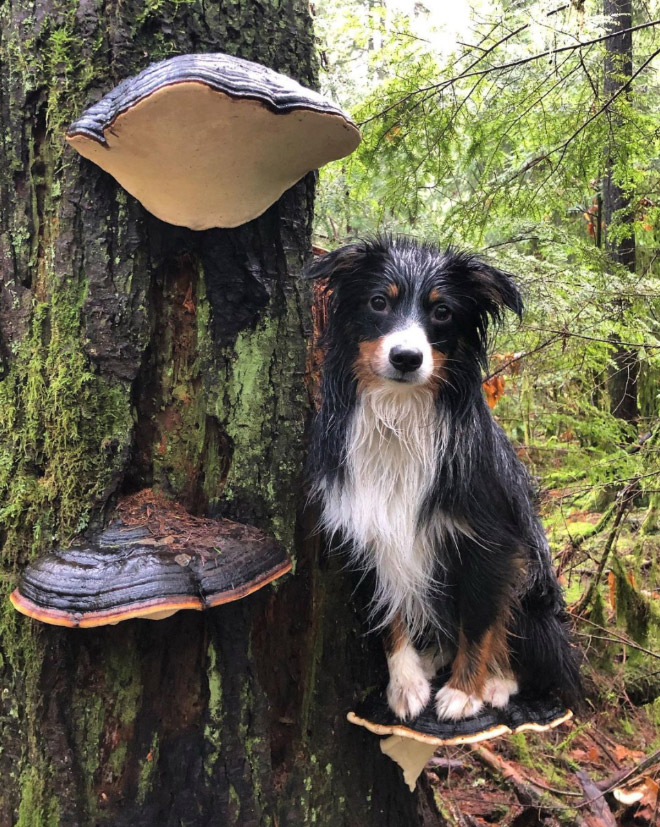 Dogs on mushrooms look beautiful and majestic.