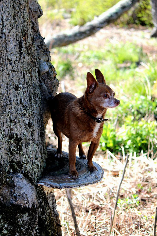 Dogs on mushrooms look beautiful and majestic.