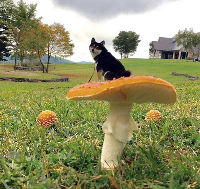 Dogs on mushrooms look beautiful and majestic.