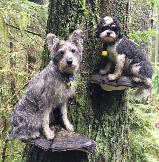 Dogs on mushrooms look beautiful and majestic.