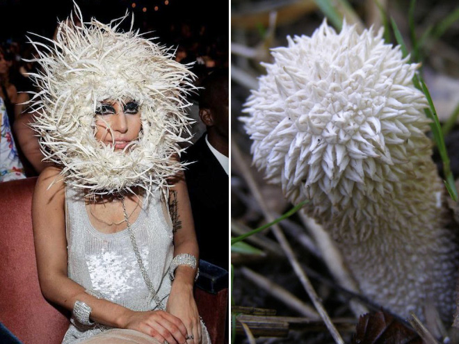 Some mushrooms look exactly like Lady Gaga.