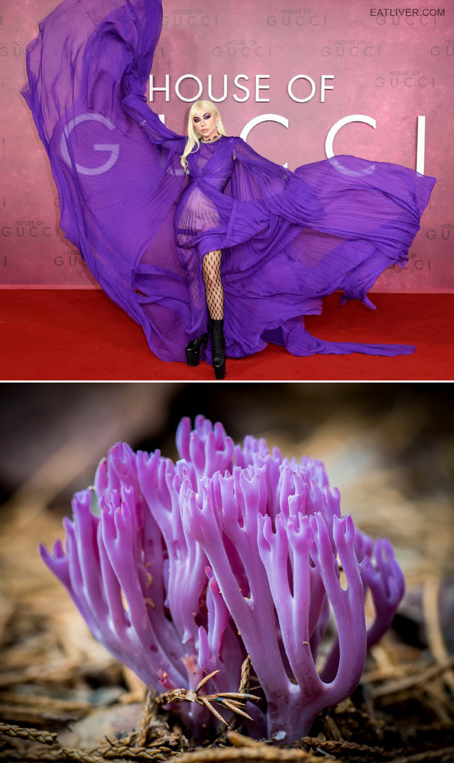 Some mushrooms look exactly like Lady Gaga.