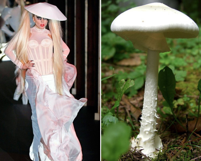 Some mushrooms look exactly like Lady Gaga.