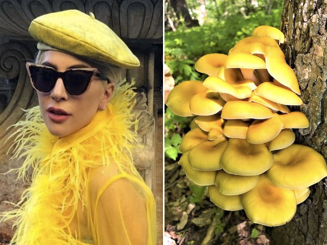 Some mushrooms look exactly like Lady Gaga.