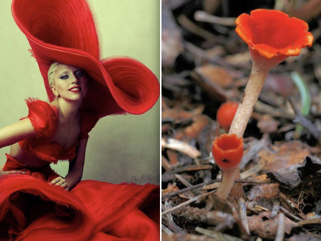 Some mushrooms look exactly like Lady Gaga.