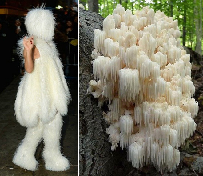 Some mushrooms look exactly like Lady Gaga.