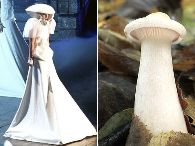 Some mushrooms look exactly like Lady Gaga.