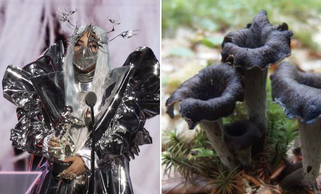 Some mushrooms look exactly like Lady Gaga.