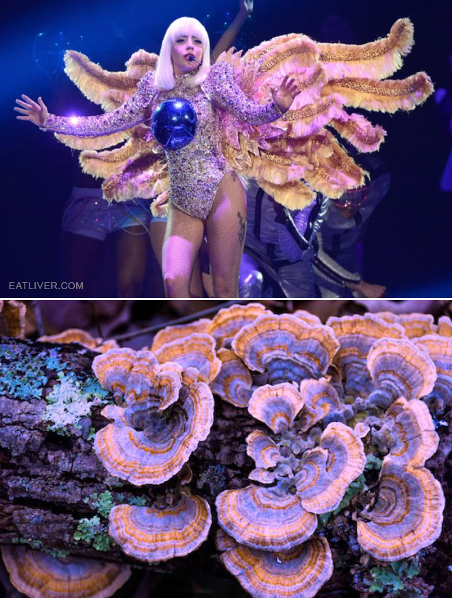 Some mushrooms look exactly like Lady Gaga.