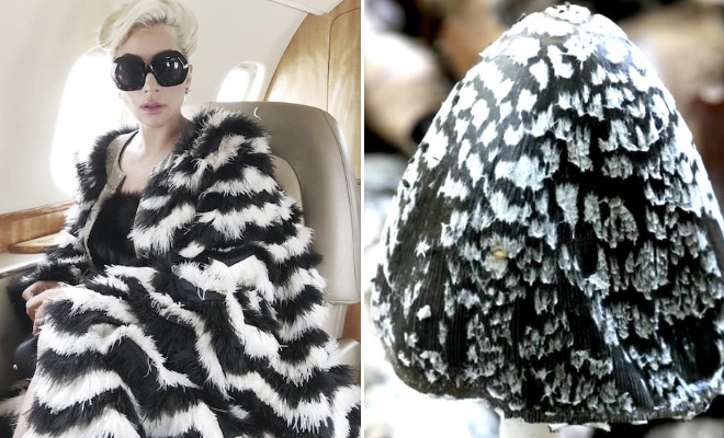 Some mushrooms look exactly like Lady Gaga.