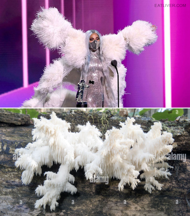 Some mushrooms look exactly like Lady Gaga.